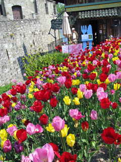 Blooming again